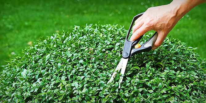 Person using clippers to trim a bush