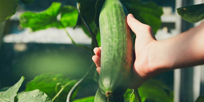 Woman holding a big cucumber in her hand