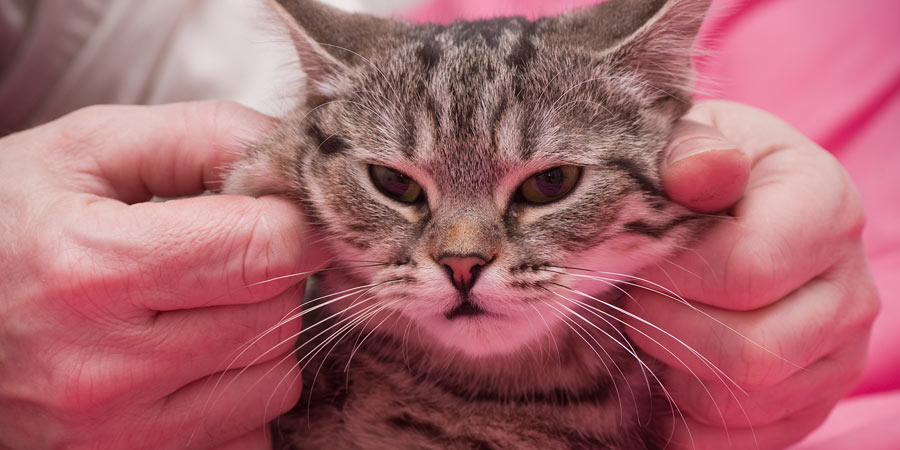 Close up of man's hands as he caresses a kitten