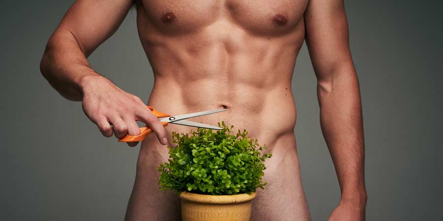 Naked torso of a man trimming a small shrub with a pair of scissors