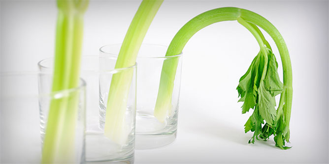 Limp sticks of celery sitting in glass tumblers